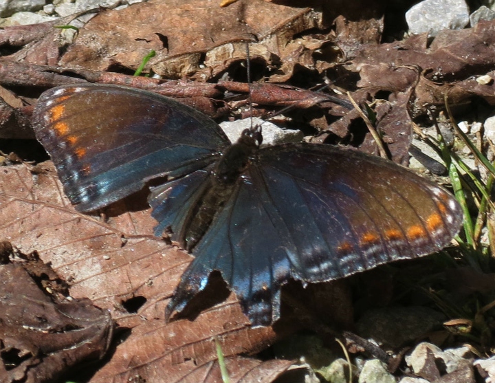 Red-spotted Purple